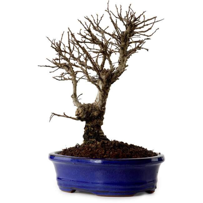 Ulmus parvifolia Nire, 22 cm, ± 10 Jahre alt