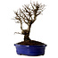 Ulmus parvifolia Nire, 22 cm, ± 10 Jahre alt