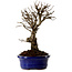 Ulmus parvifolia Nire, 22 cm, ± 10 years old