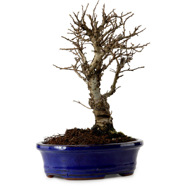Ulmus parvifolia Nire, 22 cm, ± 10 Jahre alt