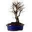 Ulmus parvifolia Nire, 22 cm, ± 10 ans
