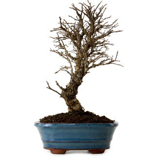 Ulmus parvifolia Nire, 22 cm, ± 10 años