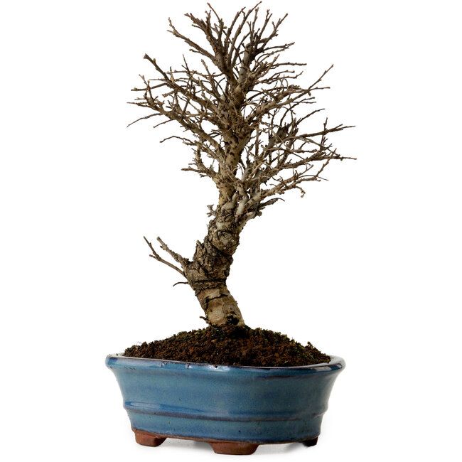 Ulmus parvifolia Nire, 22 cm, ± 10 jaar oud