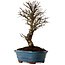 Ulmus parvifolia Nire, 22 cm, ± 10 years old