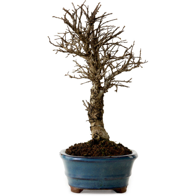 Ulmus parvifolia Nire, 22 cm, ± 10 Jahre alt