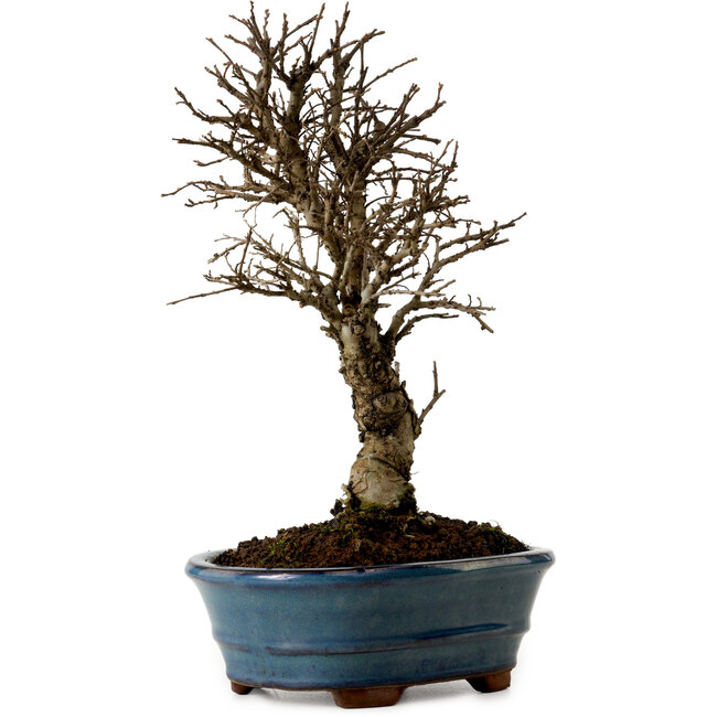 Ulmus parvifolia Nire, 22 cm, ± 10 anni