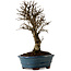 Ulmus parvifolia Nire, 22 cm, ± 10 Jahre alt