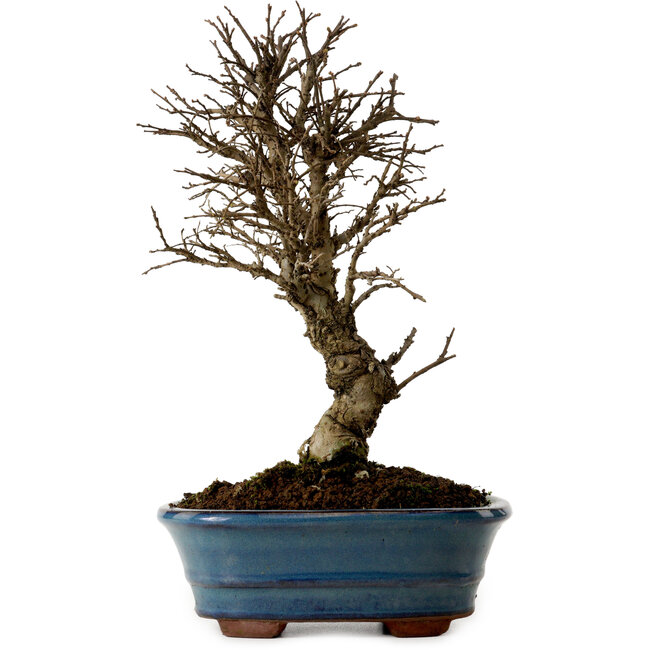 Ulmus parvifolia Nire, 22 cm, ± 10 jaar oud