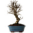 Ulmus parvifolia Nire, 22 cm, ± 10 ans