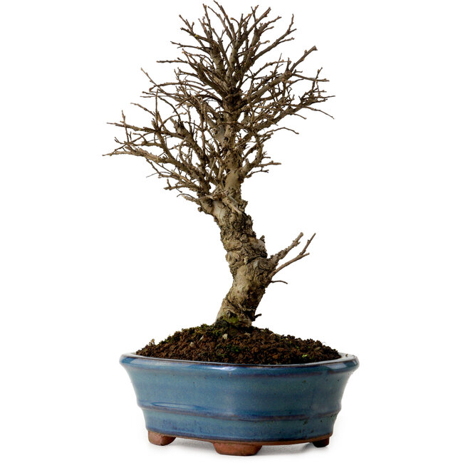 Ulmus parvifolia Nire, 22 cm, ± 10 anni