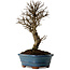Ulmus parvifolia Nire, 22 cm, ± 10 ans