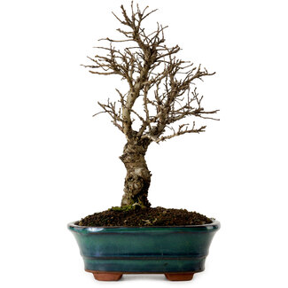 Ulmus parvifolia Nire, 22 cm, ± 10 Jahre alt