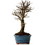 Ulmus parvifolia Nire, 22 cm, ± 10 ans