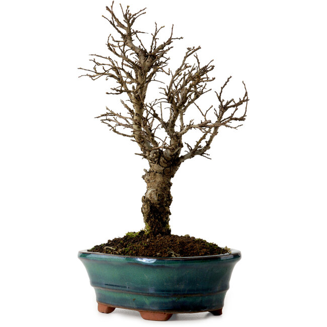 Ulmus parvifolia Nire, 22 cm, ± 10 years old