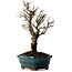 Ulmus parvifolia Nire, 22 cm, ± 10 Jahre alt