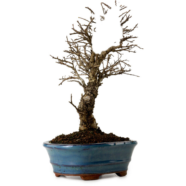 Ulmus parvifolia Nire, 22 cm, ± 10 Jahre alt