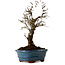 Ulmus parvifolia Nire, 22 cm, ± 10 years old