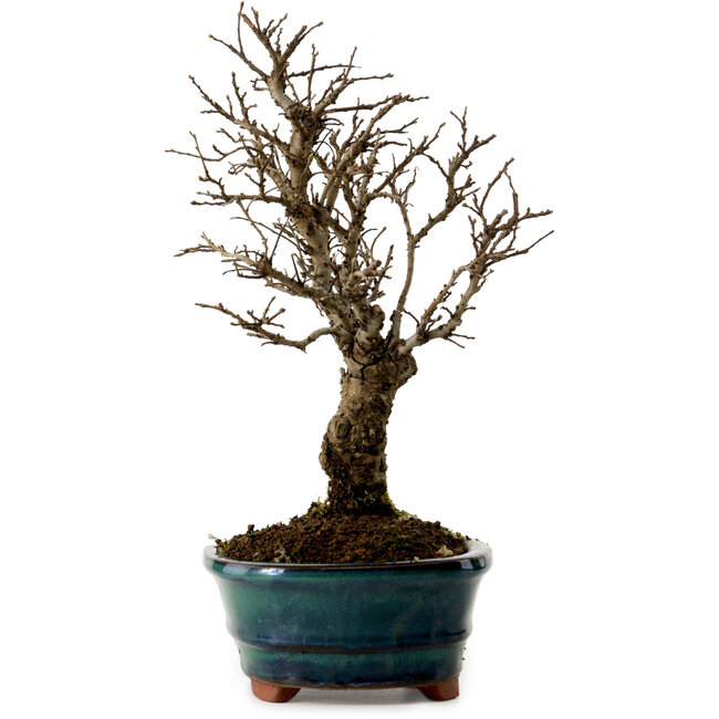 Ulmus parvifolia Nire, 22 cm, ± 10 years old