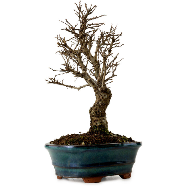 Ulmus parvifolia Nire, 22 cm, ± 10 Jahre alt