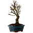Ulmus parvifolia Nire, 22 cm, ± 10 ans