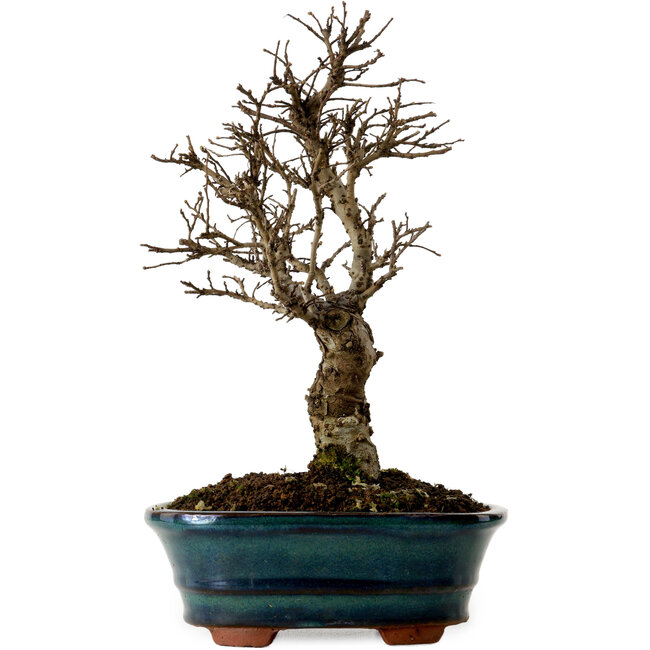 Ulmus parvifolia Nire, 22 cm, ± 10 jaar oud