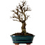 Ulmus parvifolia Nire, 22 cm, ± 10 ans