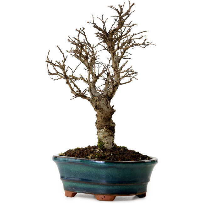 Ulmus parvifolia Nire, 22 cm, ± 10 jaar oud