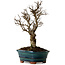Ulmus parvifolia Nire, 22 cm, ± 10 years old