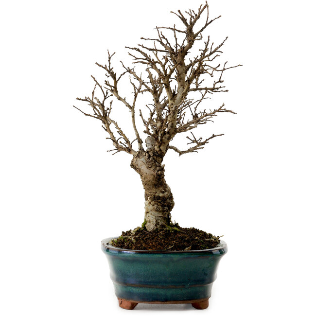 Ulmus parvifolia Nire, 22 cm, ± 10 Jahre alt