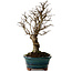 Ulmus parvifolia Nire, 22 cm, ± 10 ans