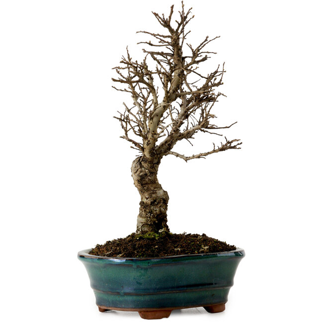 Ulmus parvifolia Nire, 22 cm, ± 10 años