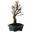 Ulmus parvifolia Nire, 22 cm, ± 10 years old
