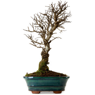 Ulmus parvifolia Nire, 22 cm, ± 10 years old