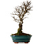 Ulmus parvifolia Nire, 22 cm, ± 10 years old