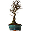 Ulmus parvifolia Nire, 22 cm, ± 10 years old
