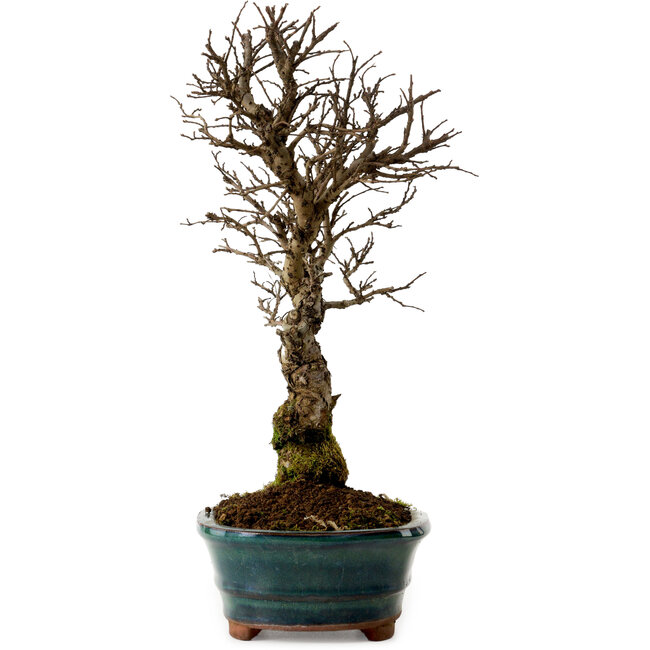 Ulmus parvifolia Nire, 22 cm, ± 10 years old
