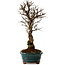 Ulmus parvifolia Nire, 22 cm, ± 10 jaar oud
