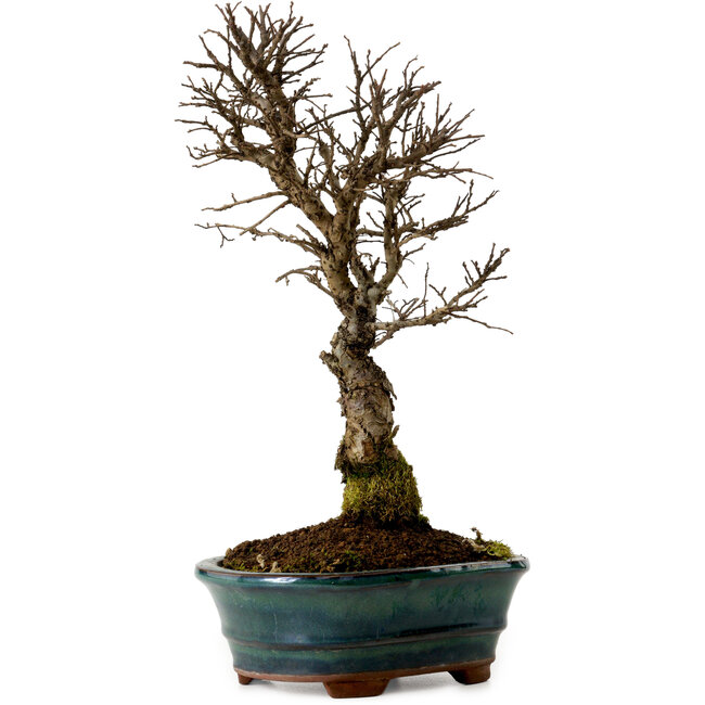 Ulmus parvifolia Nire, 22 cm, ± 10 jaar oud