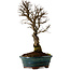 Ulmus parvifolia Nire, 22 cm, ± 10 years old