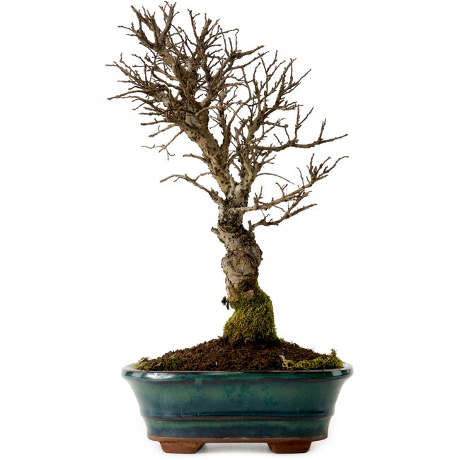 Ulmus parvifolia Nire, 22 cm, ± 10 jaar oud