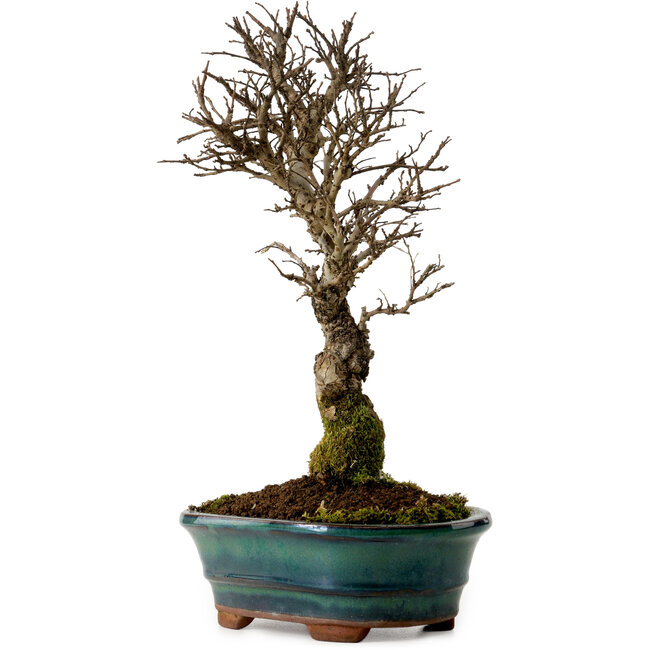 Ulmus parvifolia Nire, 22 cm, ± 10 años