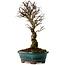 Ulmus parvifolia Nire, 22 cm, ± 10 years old