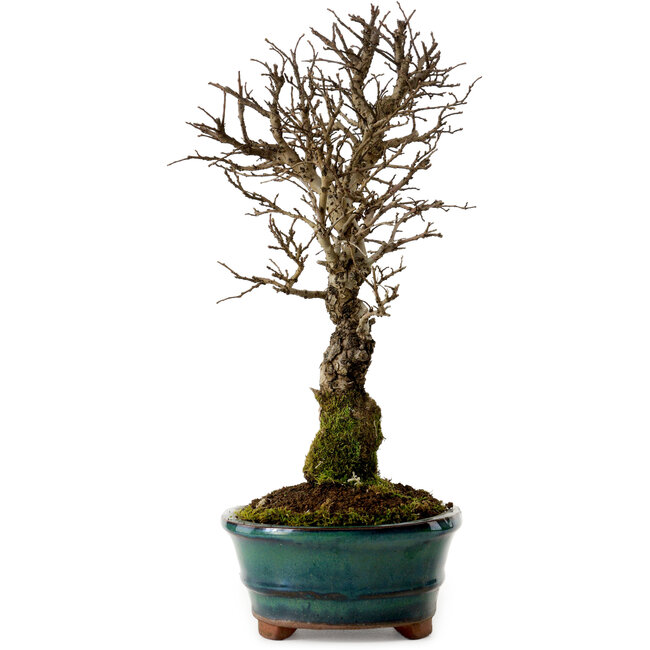 Ulmus parvifolia Nire, 22 cm, ± 10 jaar oud