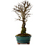 Ulmus parvifolia Nire, 22 cm, ± 10 ans