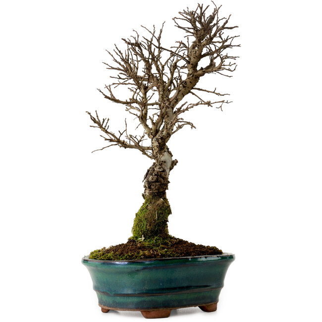 Ulmus parvifolia Nire, 22 cm, ± 10 ans