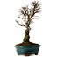 Ulmus parvifolia Nire, 22 cm, ± 10 ans