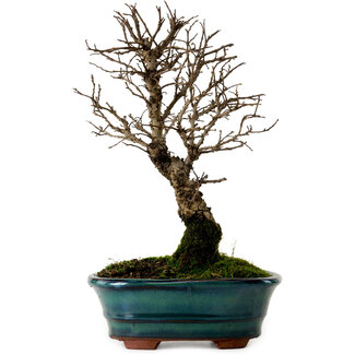 Ulmus parvifolia Nire, 22 cm, ± 10 anni