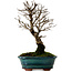 Ulmus parvifolia Nire, 22 cm, ± 10 years old