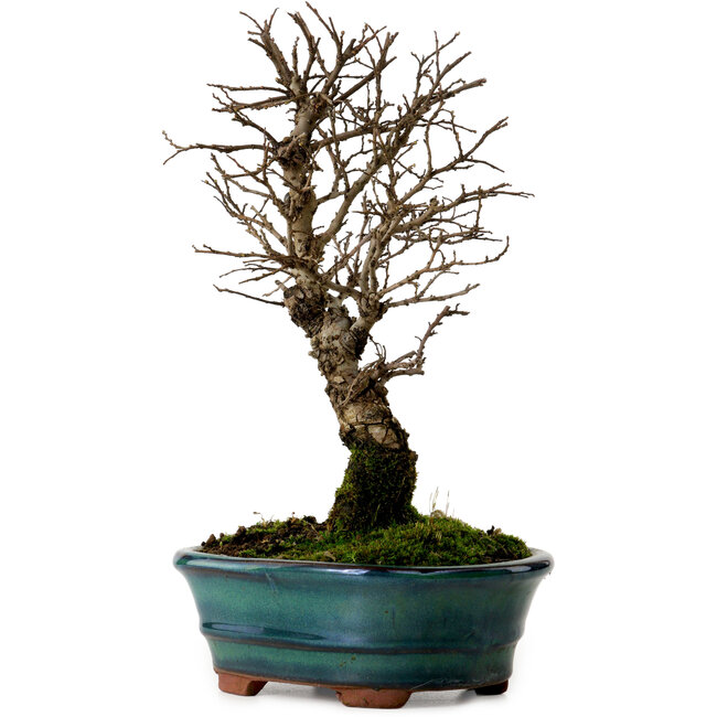 Ulmus parvifolia Nire, 22 cm, ± 10 years old