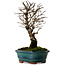 Ulmus parvifolia Nire, 22 cm, ± 10 Jahre alt